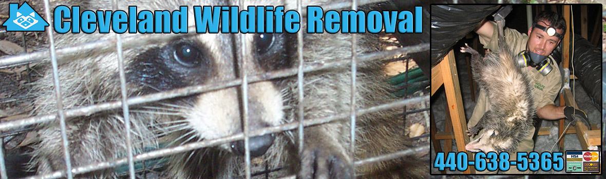 Cleveland Wildlife and Animal Removal